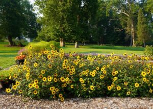 Helianthus hybrid 'Suncredible Saturn'