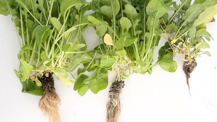 Hort Americas Hydroponic plant Nutrition Guide