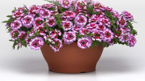 Plant Brokers Enhance Vendor Focus With New Vendor Management Department
