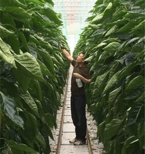 New greenhouse predatory mite coming soon From Vineland Anystis