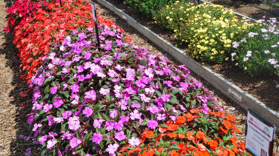 Penn State horticulture field trials Allan Column November 2021