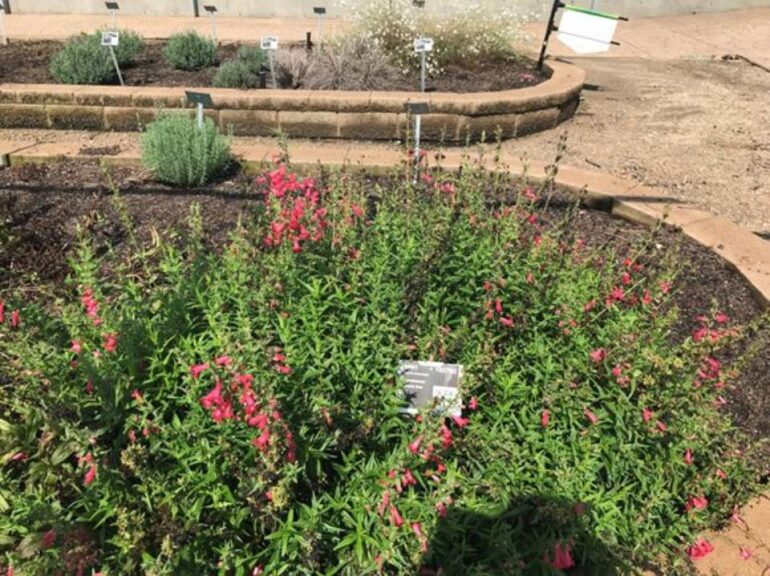Penstemon 'Quartz Dark Red' (Darwin Perennials)
