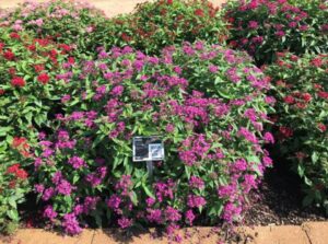 Pentas 'Graffiti Violet' (Benary+)