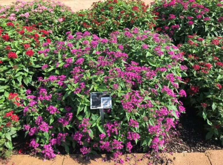 Pentas 'Graffiti Violet' (Benary+)