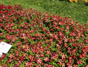 Petunia 'ColorRush Merlot Star Imp' (Ball FloraPlant)