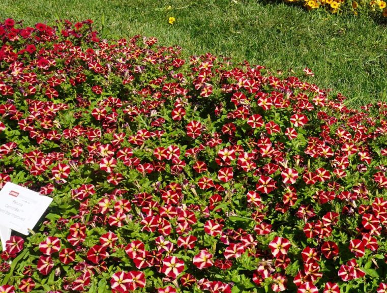 Petunia 'ColorRush Merlot Star Imp' (Ball FloraPlant)