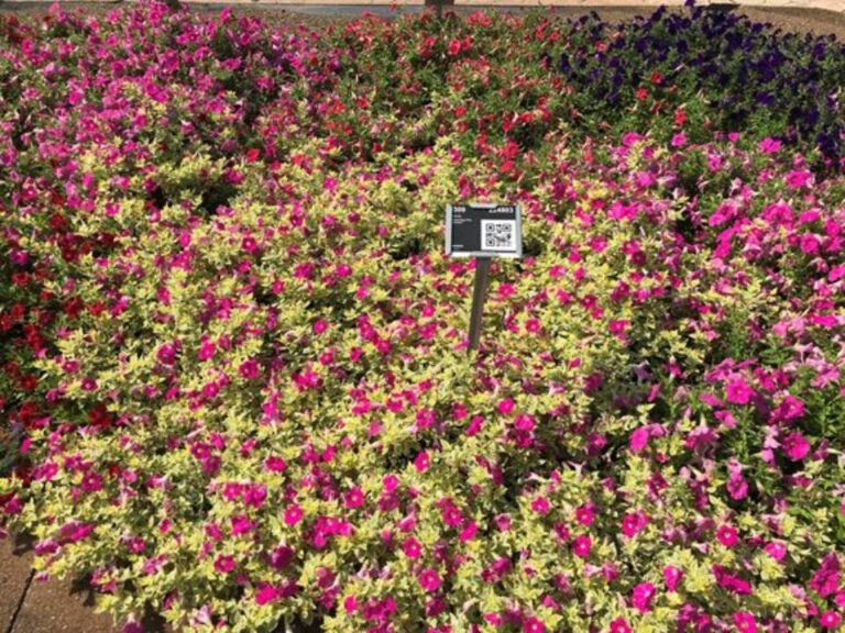 Petunia 'Glamoflauge Pink Lemonade' (Kientzler)