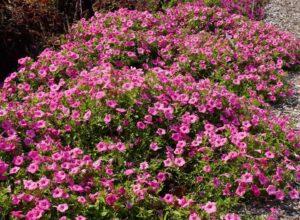 Petunia hybrid 'Supertunia Vista Bubblegum' (Proven Winners)