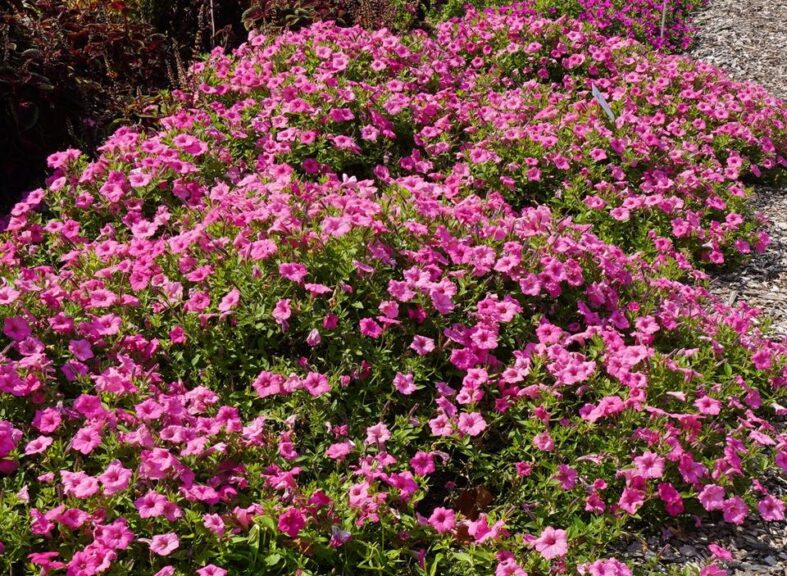 Petunia hybrid 'Supertunia Vista Bubblegum' (Proven Winners)