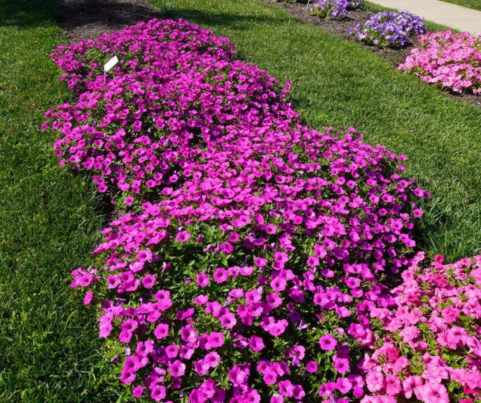 Petunia hybrid 'Supertunia Vista Jazzberry' (Proven Winners)