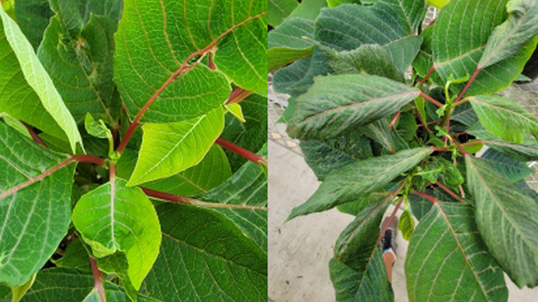 Poinsettia Leaf Distortion