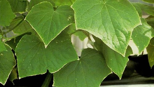 Monitoring Potassium Deficiency in Greenhouse Cucumbers