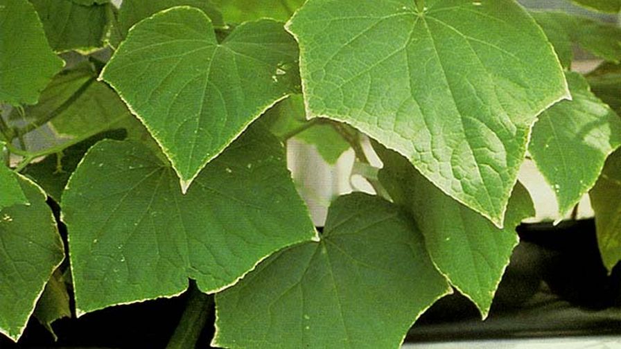 Potassium Deficiency in Cucumbers