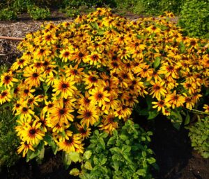 Rudbeckia hirta 'MiniBeckia Flame' (GardenChoice)