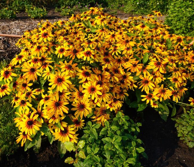 Rudbeckia hirta 'MiniBeckia Flame' (GardenChoice)