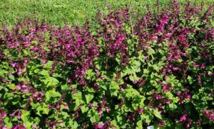 Salvia hybrid 'Unplugged Pink (Proven Winners)