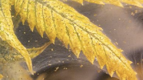 When to Change Direction With Cannabis Cultivation, and When to Stay the Course