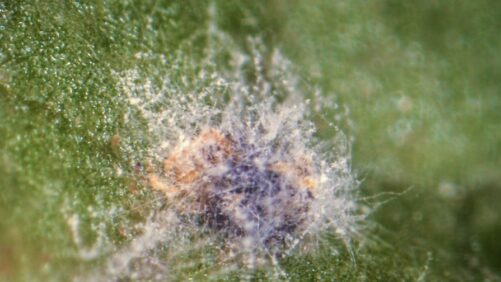 What’s New in Greenhouse Crop Protection in 2022