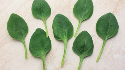 Are You Growing or Considering Indoor Spinach? If So, Please Take This Survey