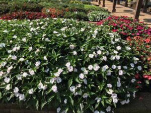 Sunpatiens 'Vigorous Sweetheart White' (Sakata Ornamentals)