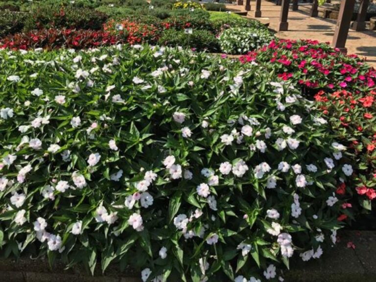 Sunpatiens 'Vigorous Sweetheart White' (Sakata Ornamentals)