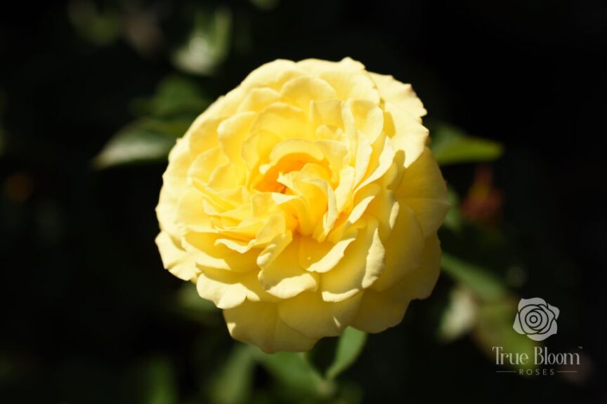True Bloom Roses True Friendship 2