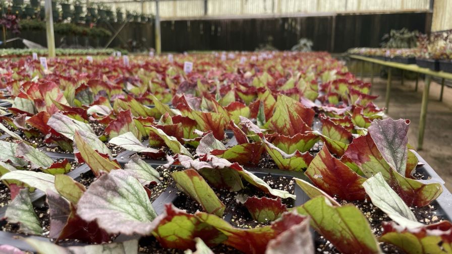 UF Building Better Begonias