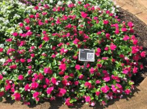 Vinca 'Cora XDR Punch' (Syngenta Flowers)
