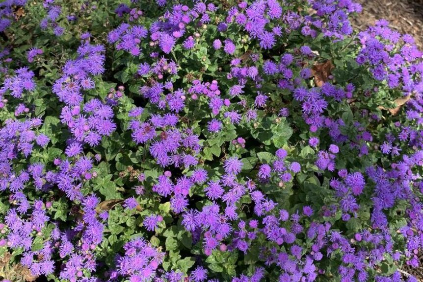 Ageratum 'Artist Blue' (Proven Winners)