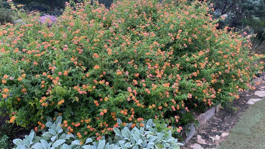 Allan Plant Demand December 2021