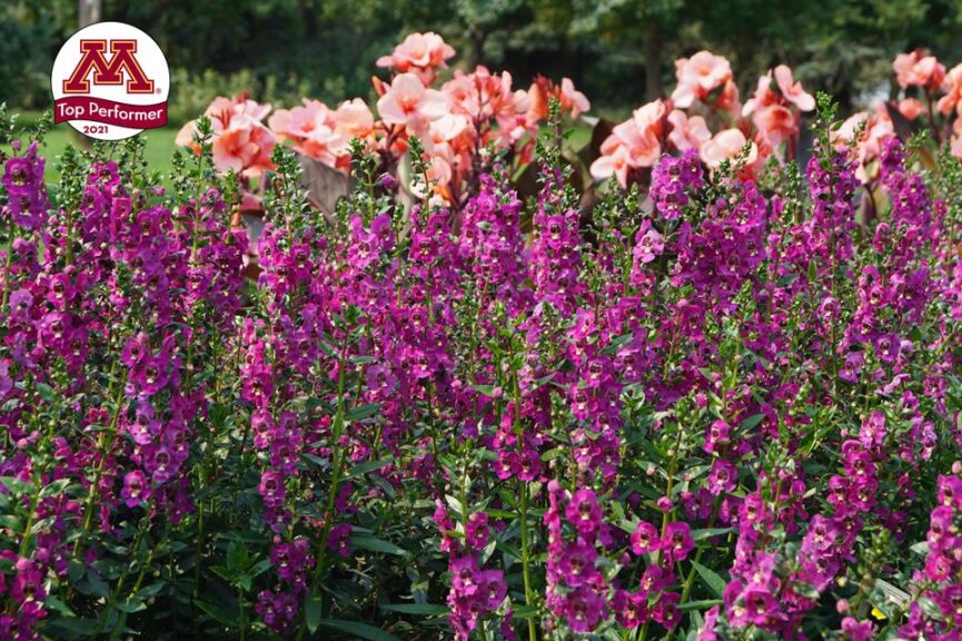 Angelonia 'Angelissa Rose' (Ball FloraPlant)