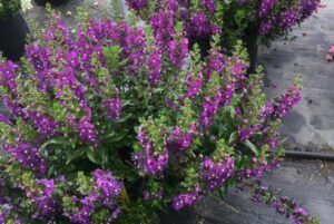 Angelonia 'Archangel Purple Improved' (Ball FloraPlant)