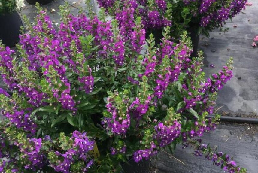 Angelonia 'Archangel Purple Improved' (Ball FloraPlant)
