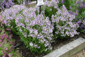 Angelonia 'Serafina Bicolor' (Westhoff)