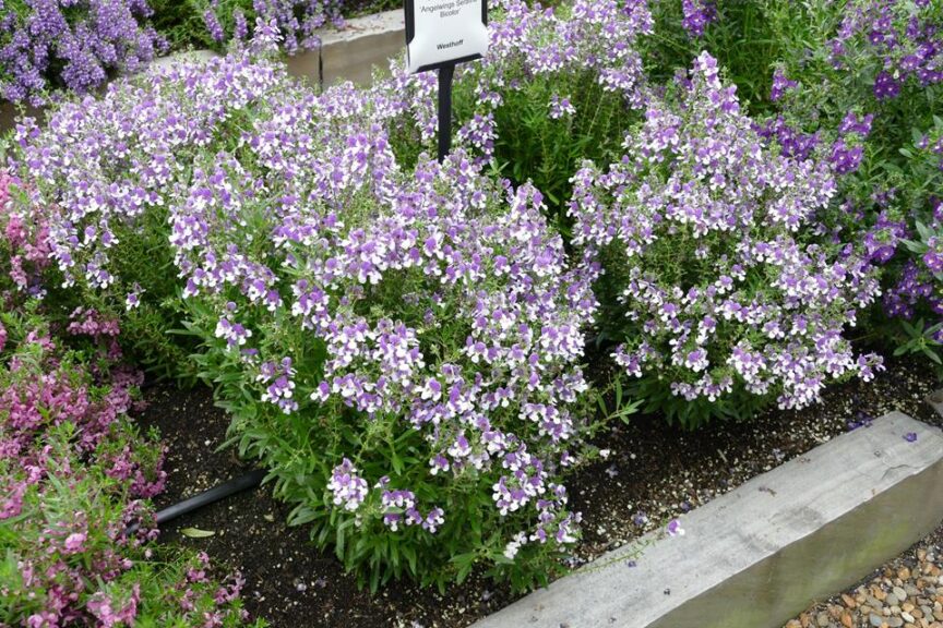 Angelonia 'Serafina Bicolor' (Westhoff)