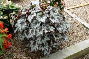 Begonia 'Bewitched Night Owl' (Green Fuse Botanicals)