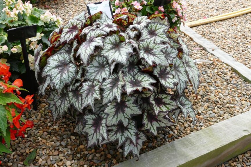 Begonia 'Bewitched Night Owl' (Green Fuse Botanicals)