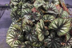 <i>Begonia rex</i> 'Jurassic Megalo Reptile' (Ball Ingenuity)