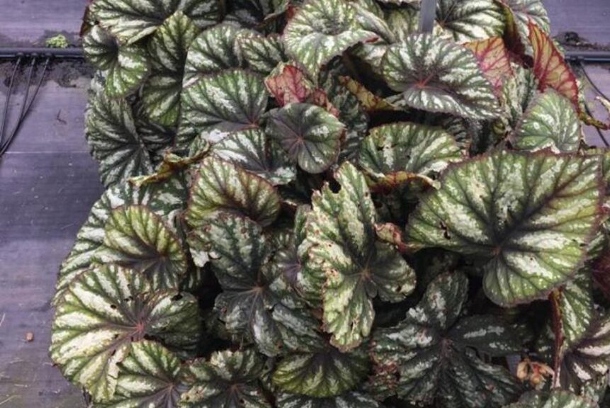 <i>Begonia rex</i> 'Jurassic Megalo Reptile' (Ball Ingenuity)