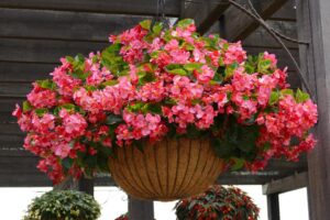 Begonia 'Viking Explorer Rose' (Sakata Ornamentals)