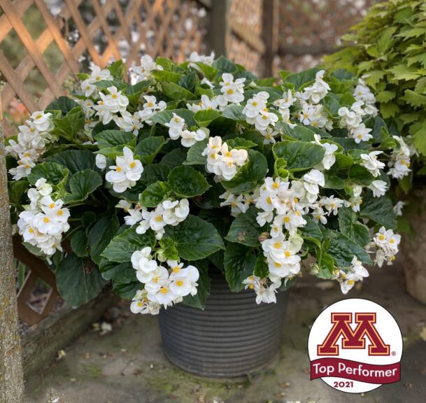 <i>Begonia</i> x<i>benariensis</i> 'Big White Green Leaf' (Ernst Benary of America)