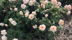 Skagit Horticulture to Offer Brindabella Roses as Bare Root