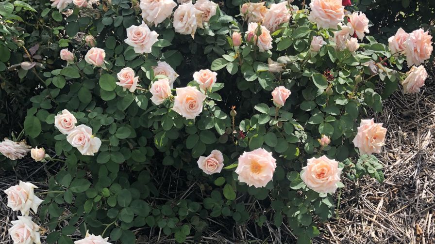 Brindabella Roses in the landscape Web