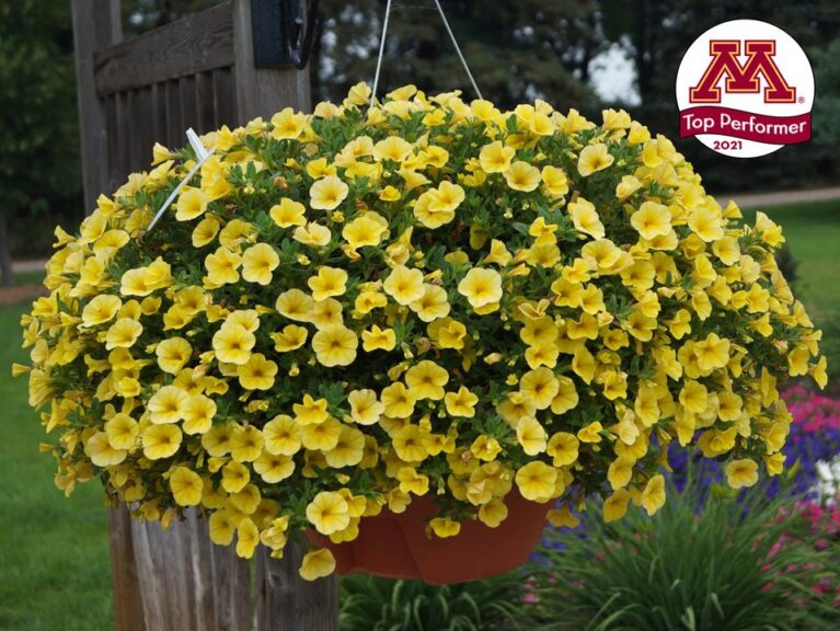 Calibrachoa 'Bloomtastic Yellow' (Dümmen Orange)