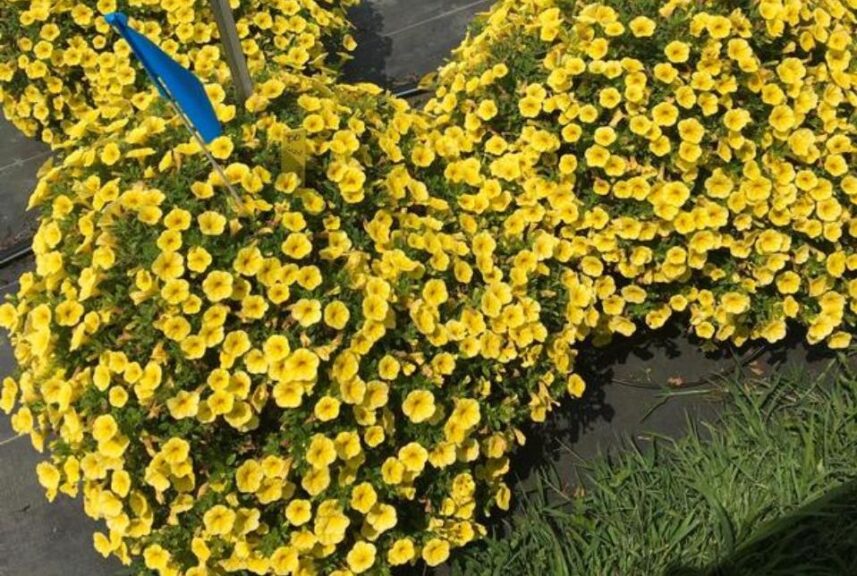 Calibrachooa 'Bloomtastic Yellow' (Dümmen Orange)
