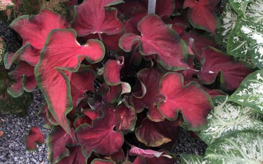 Caladium 'Hot 2 Trot' (Classic Caladiums)