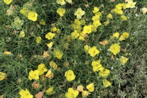 Calylophus 'Ladybird Lemonade' and 'Ladybird Sunglow' (Proven Winners)