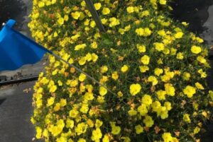 Calylophus 'Sunglow Ladybird' (Proven Winners)