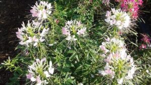 Why the Raker-Roberta’s 2021 Field Trials Were a Welcome Return to Normal