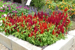 Celosia 'Arrabona Red' (Hem Genetics)